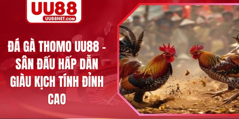 Đá Gà Thomo Uu88 – Sân Đấu Hấp Dẫn Giàu Kịch Tính Đỉnh Cao